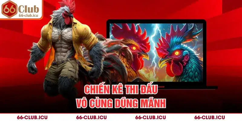 Chiến kê thi đấu vô cùng dũng mãnh