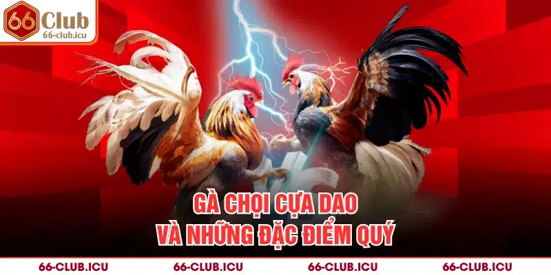 Gà chọi cựa dao và những đặc điểm quý
