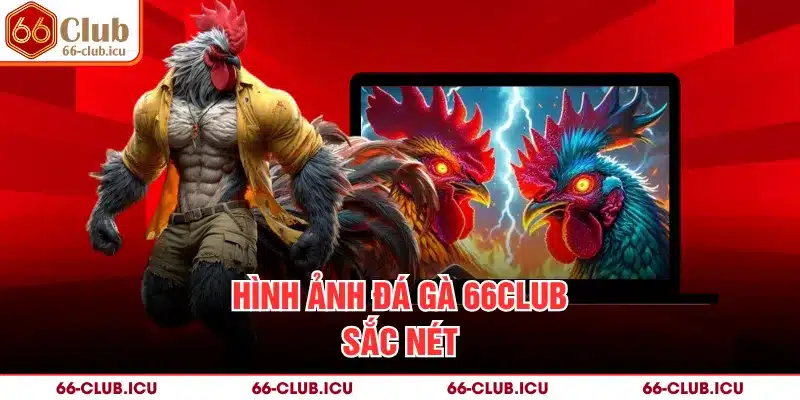 Hình ảnh đá gà 66Club sắc nét