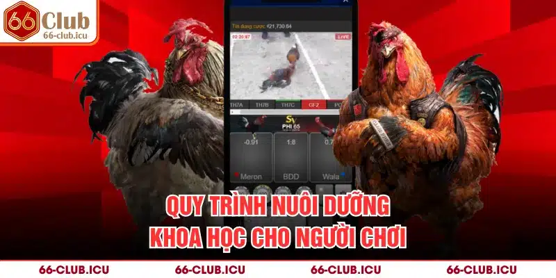 Quy trình nuôi dưỡng khoa học cho người chơi