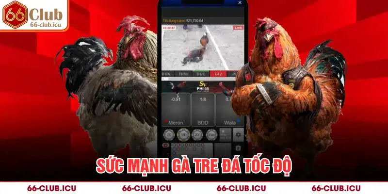 Sức mạnh gà tre đá tốc độ