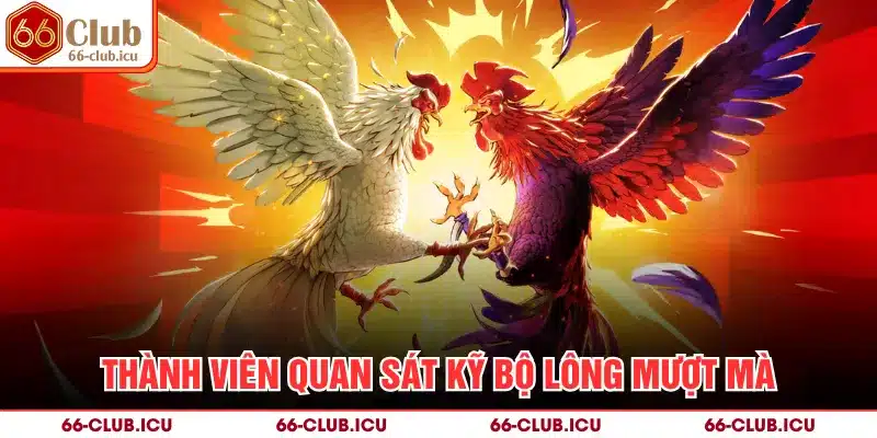 Thành viên quan sát kỹ bộ lông mượt mà