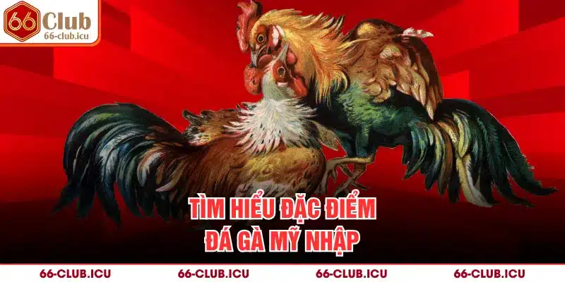 Tìm hiểu đặc điểm đá gà mỹ nhập