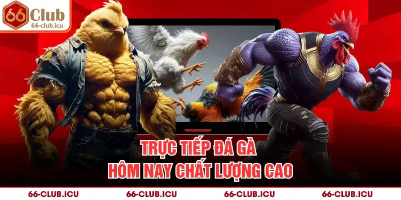 Trực tiếp đá gà hôm nay chất lượng cao
