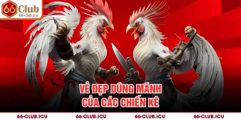 Vẻ đẹp dũng mãnh của các chiến kê