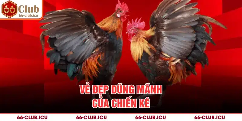 Vẻ đẹp dũng mãnh của chiến kê