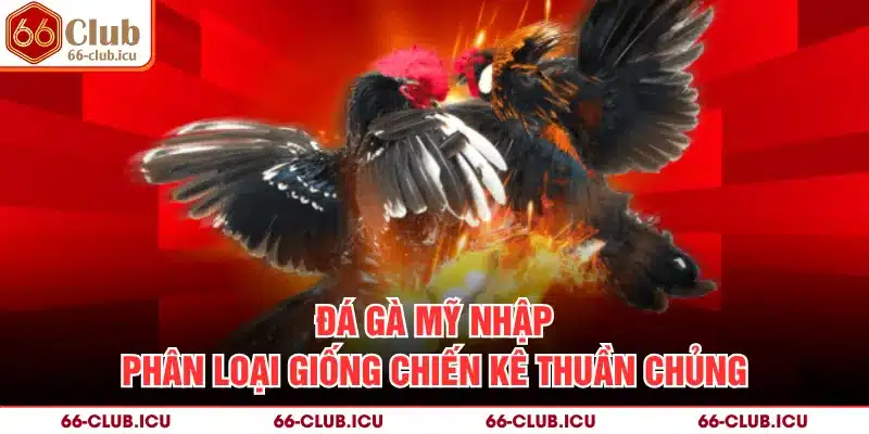 Đá Gà Mỹ Nhập - Phân Loại Giống Chiến Kê Thuần Chủng