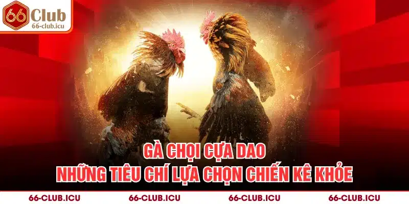 Gà Chọi Cựa Dao - Những Tiêu Chí Lựa Chọn Chiến Kê Khỏe