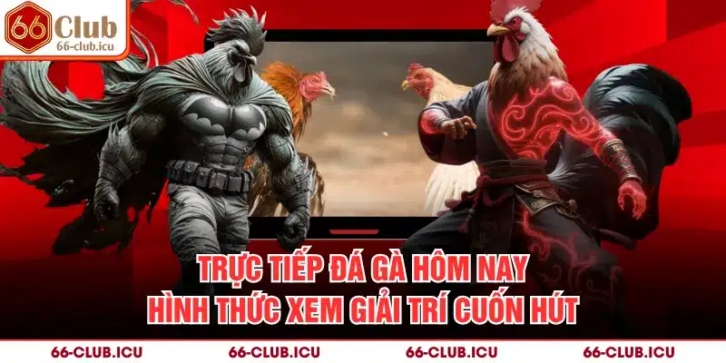 Trực Tiếp Đá Gà Hôm Nay - Hình Thức Xem Giải Trí Cuốn Hút